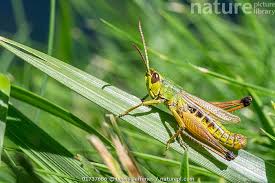 Attēlu rezultāti vaicājumam “Stethophyma grossum”