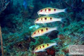 Image result for Pseudupeneus maculatus