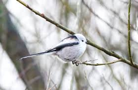 Attēlu rezultāti vaicājumam “Aegithalos caudatus adult”