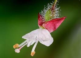 Attēlu rezultāti vaicājumam “Circaea lutetiana bud”