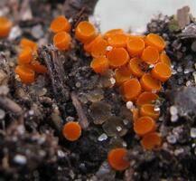 Attēlu rezultāti vaicājumam “Byssonectria fusispora”