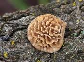 Attēlu rezultāti vaicājumam “Schizopora paradoxa”