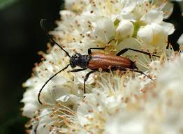Attēlu rezultāti vaicājumam “Anastrangalia sanguinolenta”