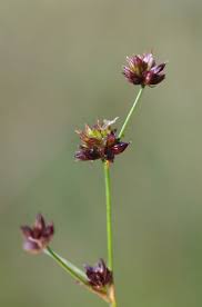 Attēlu rezultāti vaicājumam “Juncus articulatus”