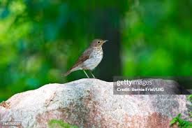 Attēlu rezultāti vaicājumam “Turdus philomelos juvenile”