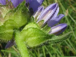 Attēlu rezultāti vaicājumam “Campanula cervicaria”