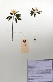 Attēlu rezultāti vaicājumam “Anemone nemorosa leaf”