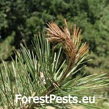 Attēlu rezultāti vaicājumam “Pucciniastrum areolatum”