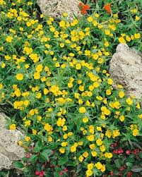 Image result for Helichrysum subulifolium