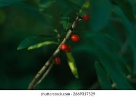 Attēlu rezultāti vaicājumam “Daphne mezereum fruit”