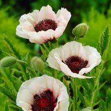 Image result for Papaver orientale