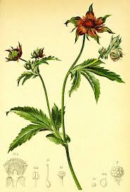 Attēlu rezultāti vaicājumam “Comarum palustre”