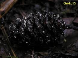 Attēlu rezultāti vaicājumam “Mollisia amenticola”