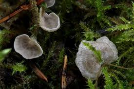 Attēlu rezultāti vaicājumam “Arrhenia retiruga”