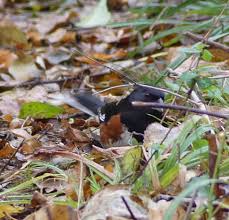 Image result for Pipilo erythrophthalmus