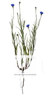 Attēlu rezultāti vaicājumam “Cyanus segetum”