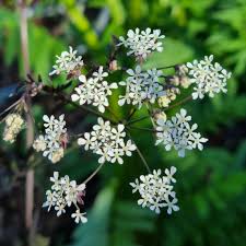 Attēlu rezultāti vaicājumam “Lunaria rediviva bud”