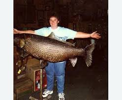 Image result for Ictiobus niger