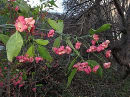Attēlu rezultāti vaicājumam “Euonymus europaeus flower”