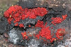 Attēlu rezultāti vaicājumam “Biscogniauxia marginata”