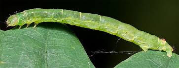 Attēlu rezultāti vaicājumam “Lomographa bimaculata”