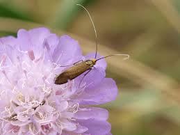 Attēlu rezultāti vaicājumam “Nemophora metallica”