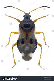 Attēlu rezultāti vaicājumam “Anthocoris nemorum”