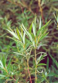 Attēlu rezultāti vaicājumam “Salix repens subsp. rosmarinifolia”