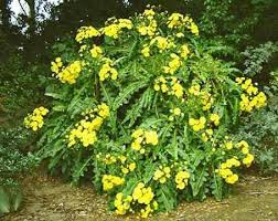 Attēlu rezultāti vaicājumam “Sonchus”