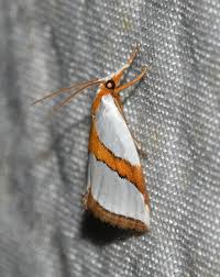 Attēlu rezultāti vaicājumam “Eulithis sp.”