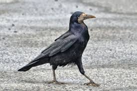 Attēlu rezultāti vaicājumam “Corvus frugilegus”