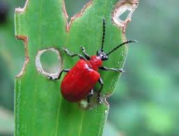 Attēlu rezultāti vaicājumam “Lilioceris lilii”