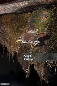 Attēlu rezultāti vaicājumam “Troglodytes troglodytes nest”