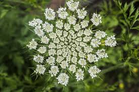 Attēlu rezultāti vaicājumam “Corynephorus canescens flower”