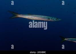 Image result for Sphyraena viridensis