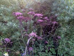 Image result for Angelica silvestris