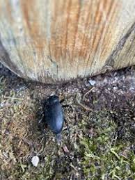 Attēlu rezultāti vaicājumam “Blaps mortisaga”