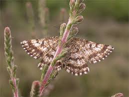 Attēlu rezultāti vaicājumam “Ematurga atomaria male”