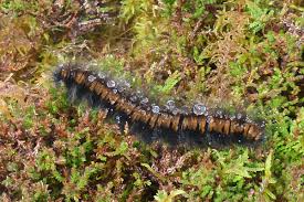 Attēlu rezultāti vaicājumam “Macrothylacia rubi larva”