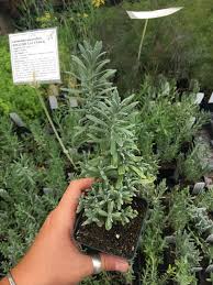 Attēlu rezultāti vaicājumam “Lavandula angustifolia leaf”