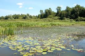 Attēlu rezultāti vaicājumam “Trapaceae”