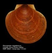 Image result for Placopecten magellanicus