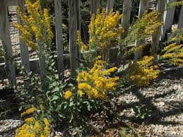 Attēlu rezultāti vaicājumam “Solidago canadensis”