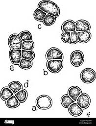 Attēlu rezultāti vaicājumam “Pleurococcus vulgaris”