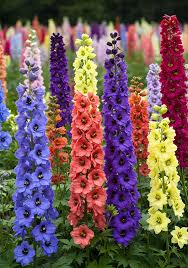 Image result for Delphinium