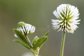 Attēlu rezultāti vaicājumam “Trifolium montanum leaf”