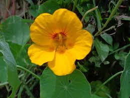 Attēlu rezultāti vaicājumam “Tropaeolaceae”