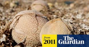 Attēlu rezultāti vaicājumam “Listera ovata fruit”