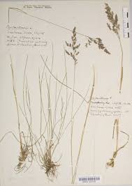 Attēlu rezultāti vaicājumam “Poa angustifolia”