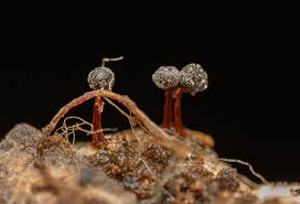 Attēlu rezultāti vaicājumam “Diderma tigrinum macro”